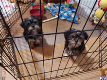 yorkshire terrier puppy posted by Maria Lou